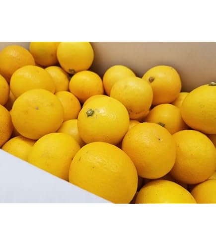 Amazon.co.jp: 【中玉サイズ】【ご家庭用】高知特産 土佐文旦 2L～L